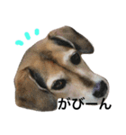 Beagle dog chobi（個別スタンプ：14）