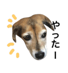 Beagle dog chobi（個別スタンプ：15）