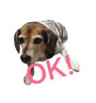 Beagle dog chobi（個別スタンプ：16）