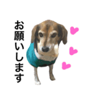 Beagle dog chobi（個別スタンプ：17）