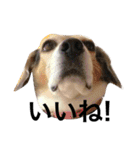 Beagle dog chobi（個別スタンプ：18）