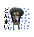 Beagle dog chobi（個別スタンプ：19）