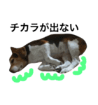 Beagle dog chobi（個別スタンプ：20）