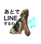 Beagle dog chobi（個別スタンプ：21）
