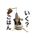 Beagle dog chobi（個別スタンプ：22）