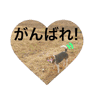 Beagle dog chobi（個別スタンプ：23）