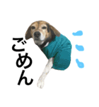 Beagle dog chobi（個別スタンプ：25）