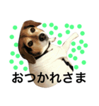 Beagle dog chobi（個別スタンプ：26）