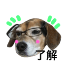 Beagle dog chobi（個別スタンプ：27）