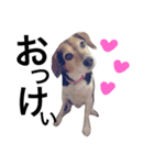 Beagle dog chobi（個別スタンプ：28）