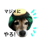 Beagle dog chobi（個別スタンプ：29）