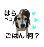 Beagle dog chobi（個別スタンプ：30）