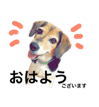 Beagle dog chobi（個別スタンプ：31）