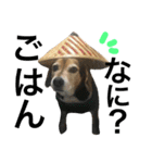 Beagle dog chobi（個別スタンプ：32）