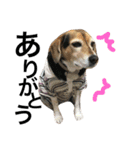 Beagle dog chobi（個別スタンプ：34）