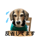 Beagle dog chobi（個別スタンプ：35）