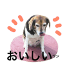 Beagle dog chobi（個別スタンプ：36）