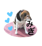 Beagle dog chobi（個別スタンプ：37）