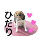 Beagle dog chobi（個別スタンプ：38）