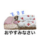 Beagle dog chobi（個別スタンプ：39）