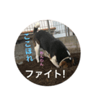 Beagle dog chobi（個別スタンプ：40）