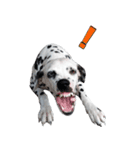 Funny Dalmatian Dogs（個別スタンプ：1）