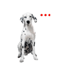 Funny Dalmatian Dogs（個別スタンプ：2）