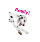 Funny Dalmatian Dogs（個別スタンプ：3）