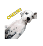 Funny Dalmatian Dogs（個別スタンプ：4）