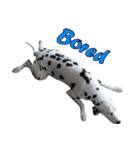 Funny Dalmatian Dogs（個別スタンプ：6）