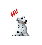 Funny Dalmatian Dogs（個別スタンプ：8）