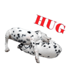 Funny Dalmatian Dogs（個別スタンプ：9）