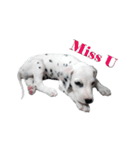Funny Dalmatian Dogs（個別スタンプ：11）