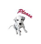 Funny Dalmatian Dogs（個別スタンプ：12）