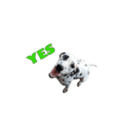 Funny Dalmatian Dogs（個別スタンプ：13）