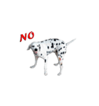 Funny Dalmatian Dogs（個別スタンプ：14）