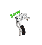 Funny Dalmatian Dogs（個別スタンプ：15）