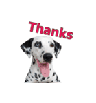 Funny Dalmatian Dogs（個別スタンプ：16）