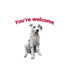 Funny Dalmatian Dogs（個別スタンプ：17）