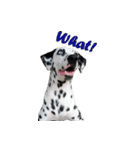 Funny Dalmatian Dogs（個別スタンプ：18）
