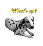 Funny Dalmatian Dogs（個別スタンプ：19）