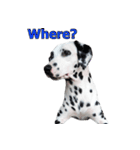 Funny Dalmatian Dogs（個別スタンプ：20）