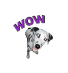 Funny Dalmatian Dogs（個別スタンプ：21）