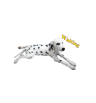 Funny Dalmatian Dogs（個別スタンプ：22）
