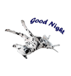Funny Dalmatian Dogs（個別スタンプ：25）