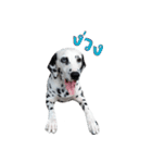Funny Dalmatian Dogs（個別スタンプ：26）