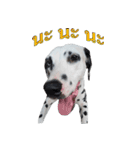 Funny Dalmatian Dogs（個別スタンプ：27）