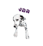 Funny Dalmatian Dogs（個別スタンプ：28）