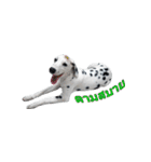 Funny Dalmatian Dogs（個別スタンプ：29）