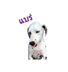 Funny Dalmatian Dogs（個別スタンプ：30）